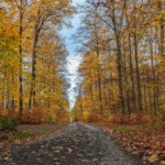 Waldweg im Herbst